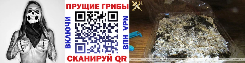 Галлюциногенные грибы Cubensis  МЕГА ССЫЛКА  Невель  где продают наркотики 